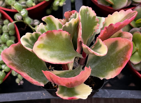Variegated Kalanchoe Sexangularis