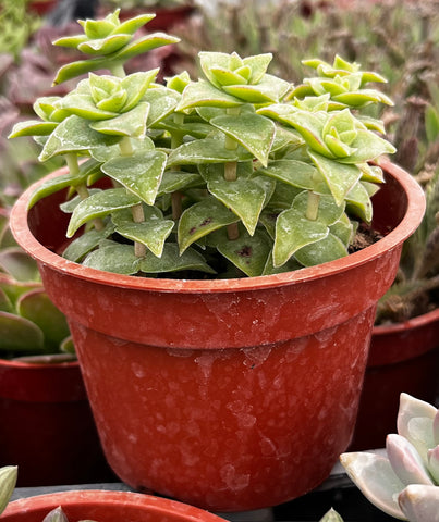 Variegated String of Buttons