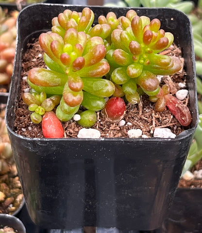 Sedum Mini Jelly Bean