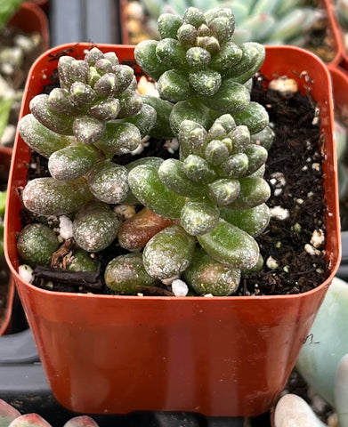 Sedum Furfuraceum