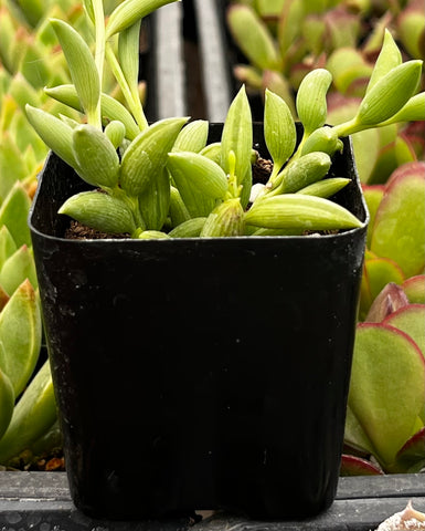 String of Bananas