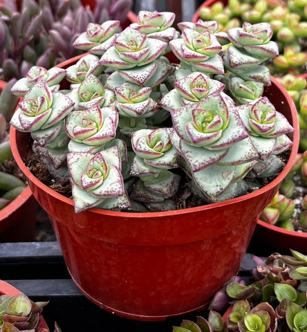 Crassula String of Buttons