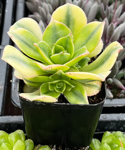 Aeonium Floresens
