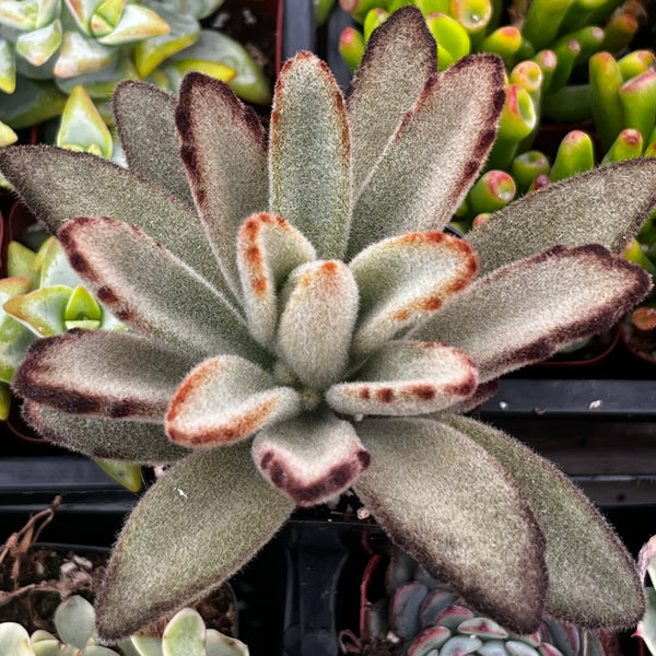 chocolate soldier succulent care Chocolate Soldier Kalanchoe Tomentosa