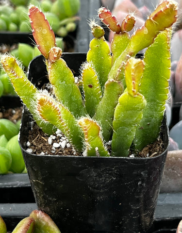 succulent rhipsalis Rhipsalis Cereoides