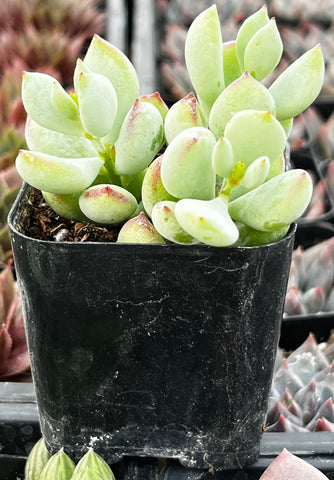 cotyledon succulent varieties Cotyledon Pendens