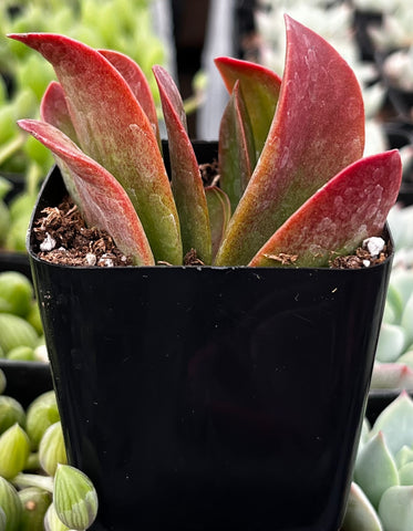 dragonfire succulent Kalanchoe Dragonfire