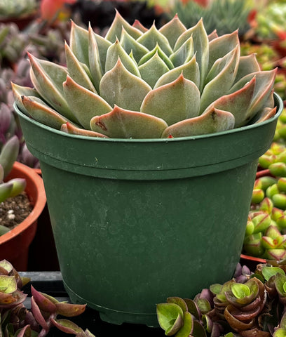 Echeveria Romance