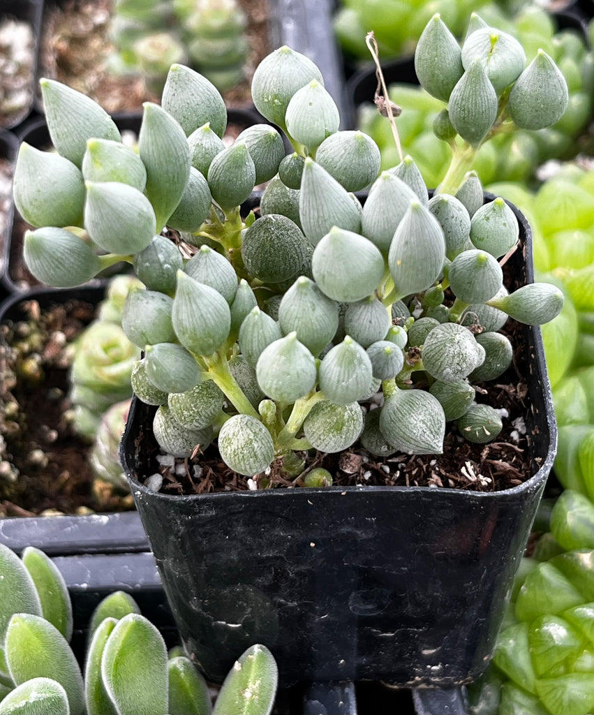 teardrop succulent care String of Tears