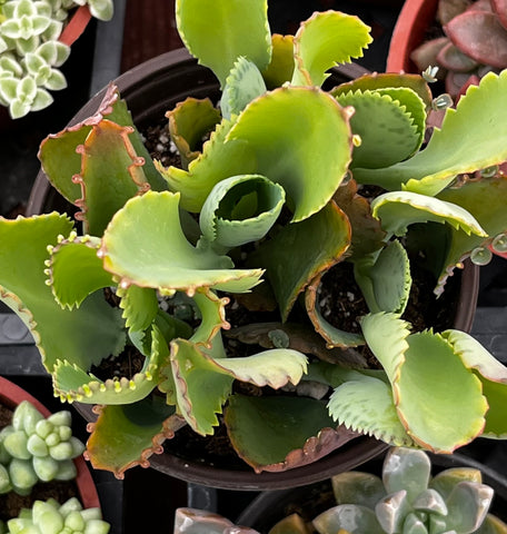 Mother of Thousands