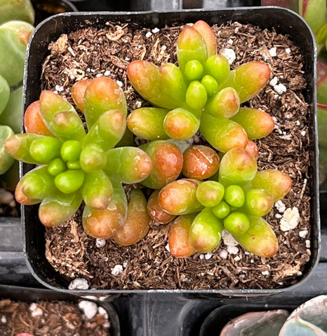 Sedum Jelly Bean