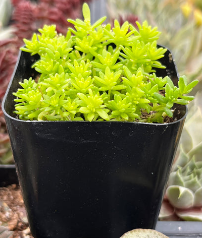 tokyo succulent Sedum Tokyo Sun