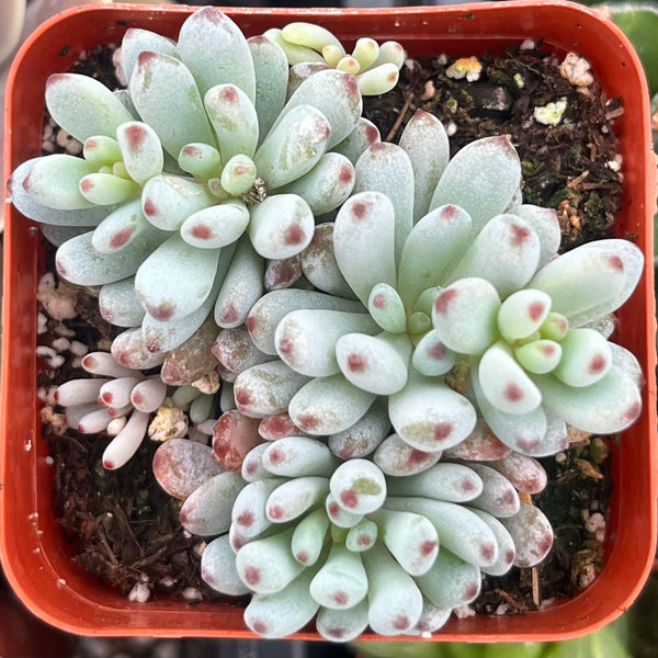 Graptopetalum Pachyphyllum