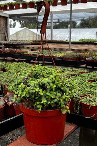 Hanging Portulacaria Afra 8