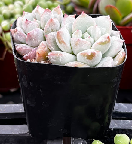 Echeveria Monroe