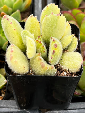 Variegated Cotyledon Bear's Paw
