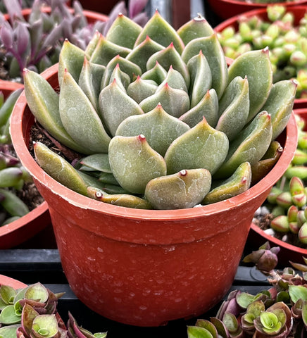 Echeveria Agavoides Prolifera