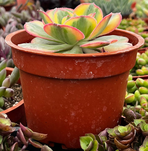 sunburst succulents Aeonium Sunburst