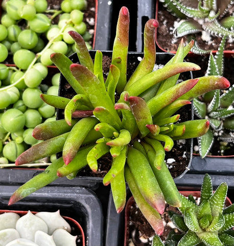 Crassula Devil's Horns