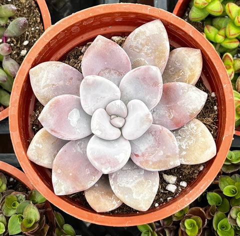 Graptopetalum Pentandrum