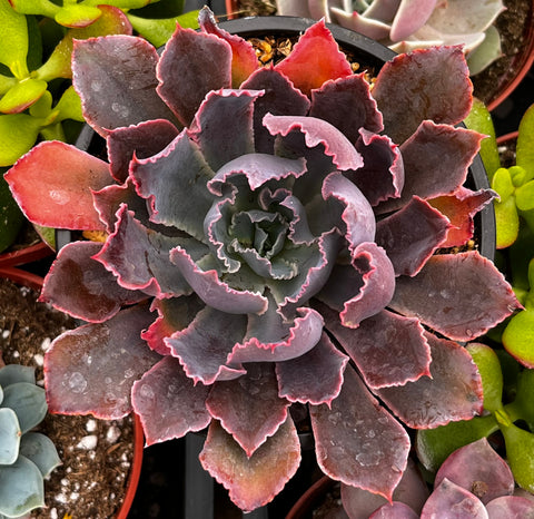 echeveria neon breaker succulent Echeveria Neon Breaker