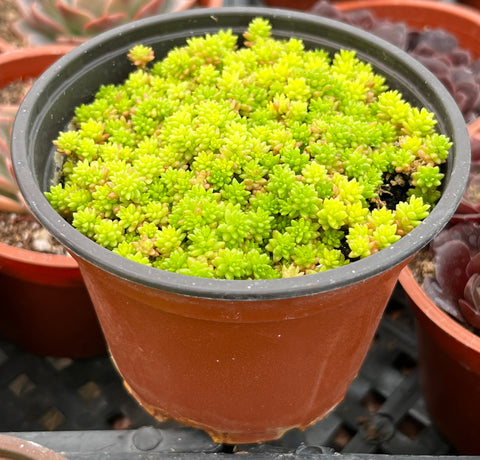 Sedum Tokyo Sun
