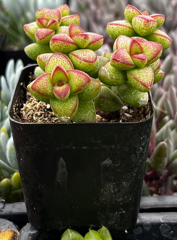 brevifolia succulent Crassula Brevifolia