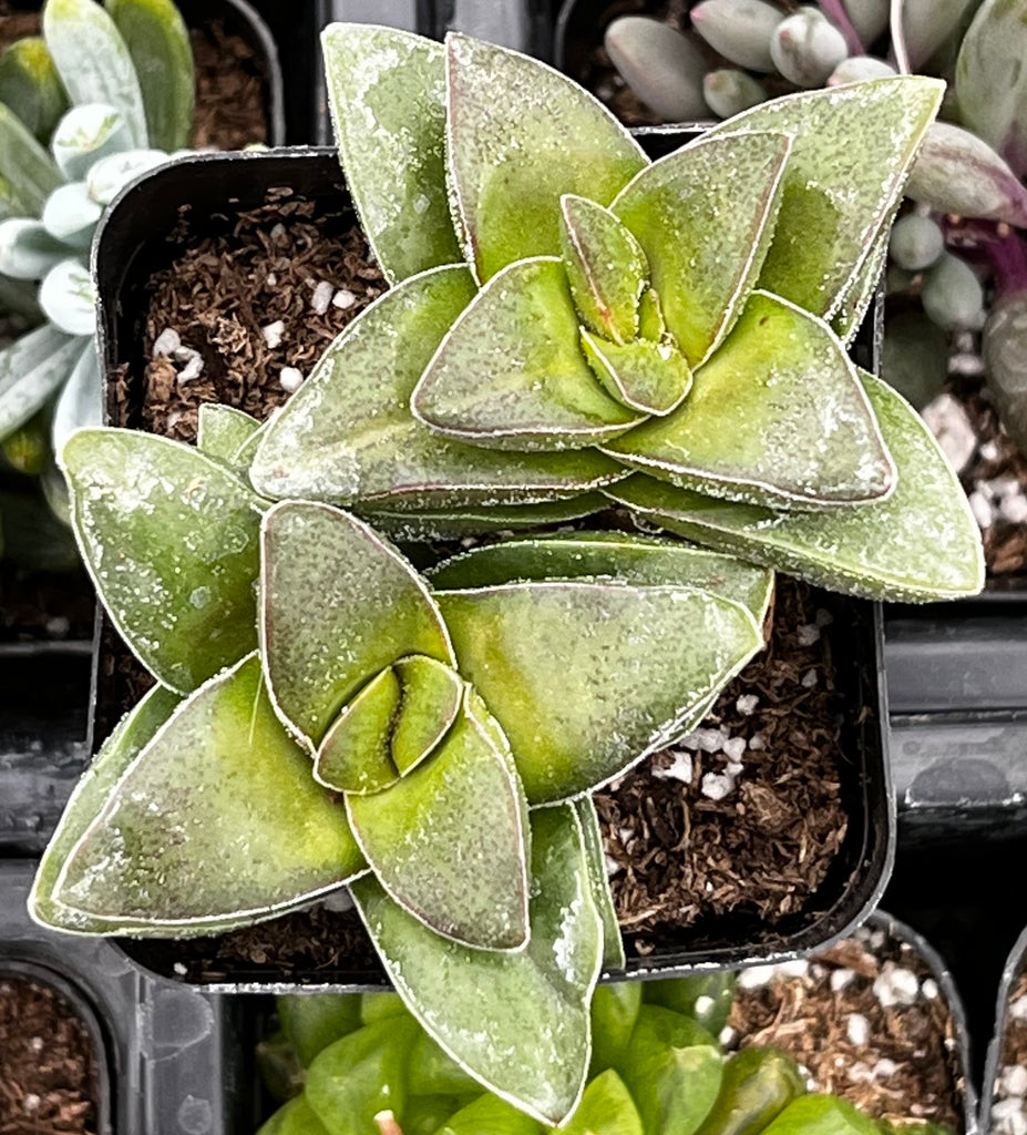 springtime succulent Crassula Springtime