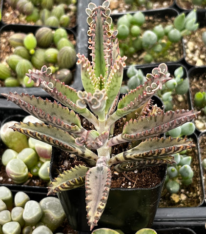 mother of a thousands succulent Mother of Millions