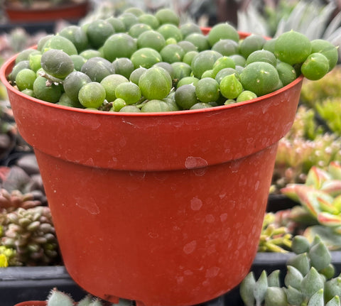 succulent plants string of pearls String of Pearls