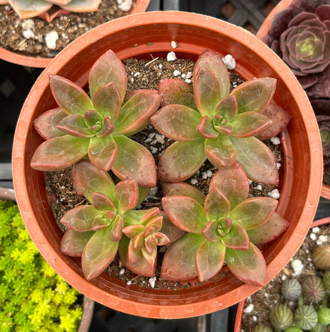 Graptosedum California Sunset