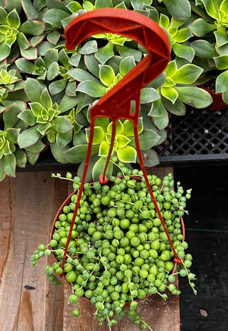 String of Pearls