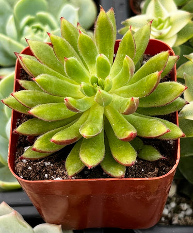 Echeveria Spruce Oliver