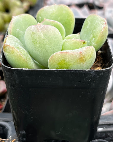 Echeveria Green Rosette