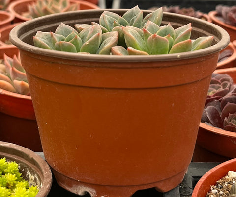 Sedum Spring Glow