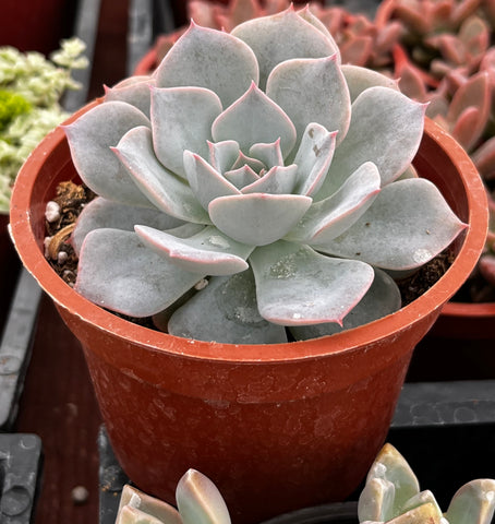 Echeveria Subsessilis