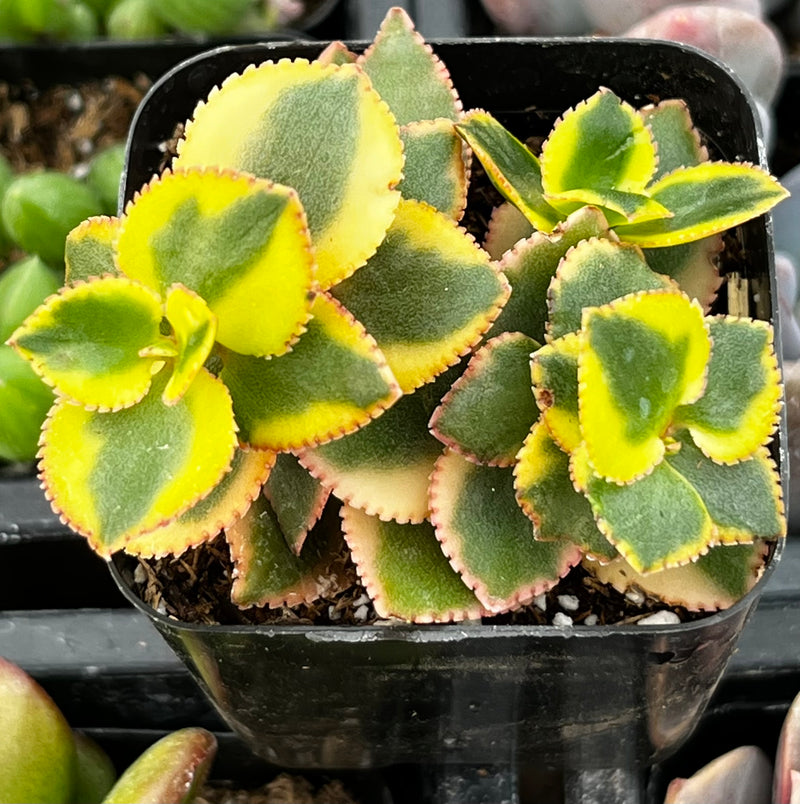 succulents nearby Assorted Succulents
