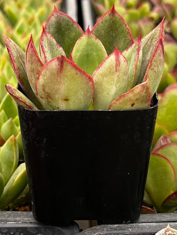 Echeveria Ana Lu