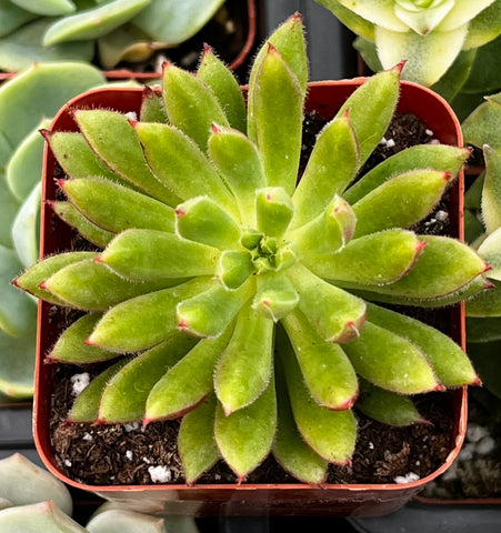Echeveria Spruce Oliver