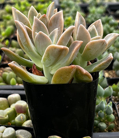 Graptopetalum Paraguayense