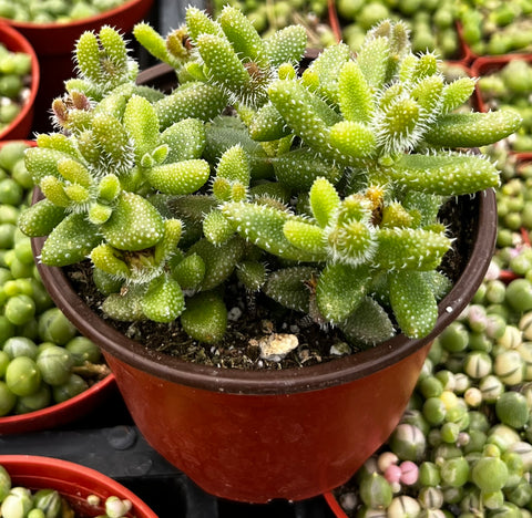 Pickle Plant