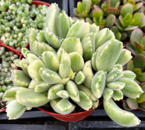 bear paw succulent variegated Buy Cotyledon Tomentosa Bears Paw