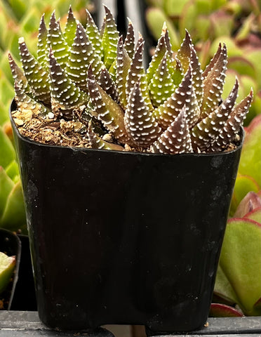 Haworthia Kingiana