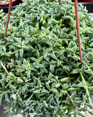 Hanging String of Dolphins 8