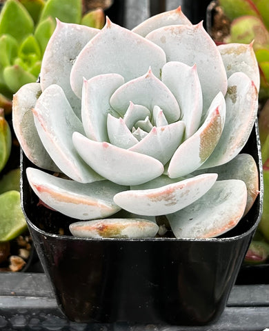 Echeveria Subsessilis