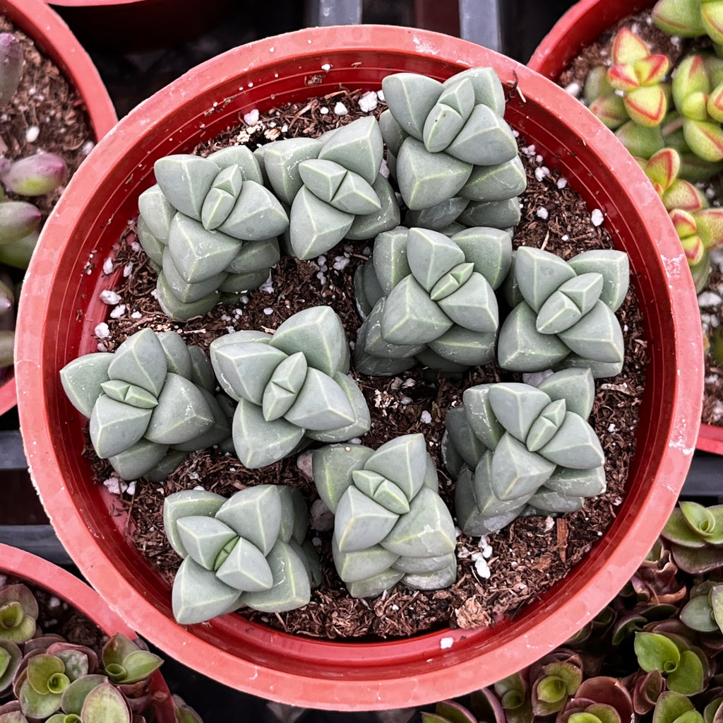 Ice Plant Corpuscularia Lehmannii