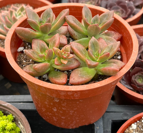 Graptosedum California Sunset