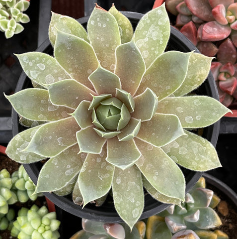 Sempervivum Commander