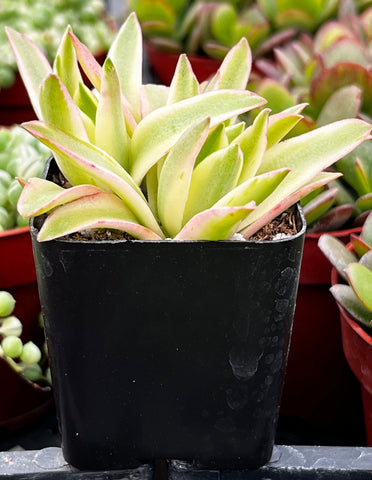 Variegated Crassula Campfire
