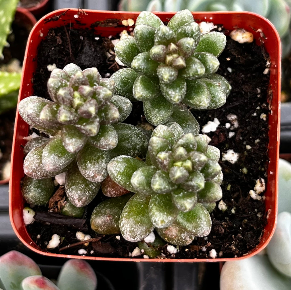 Sedum Furfuraceum